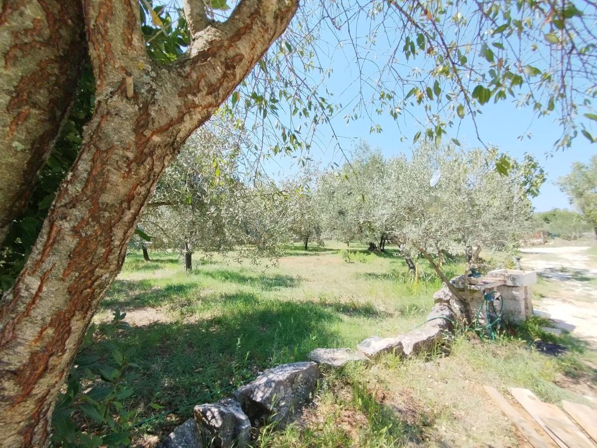 Marti'S House In The Olive Grove Lejlighed Fažana Eksteriør billede