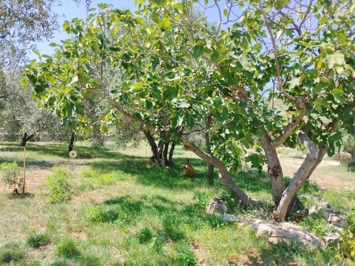 Marti'S House In The Olive Grove Lejlighed Fažana Eksteriør billede
