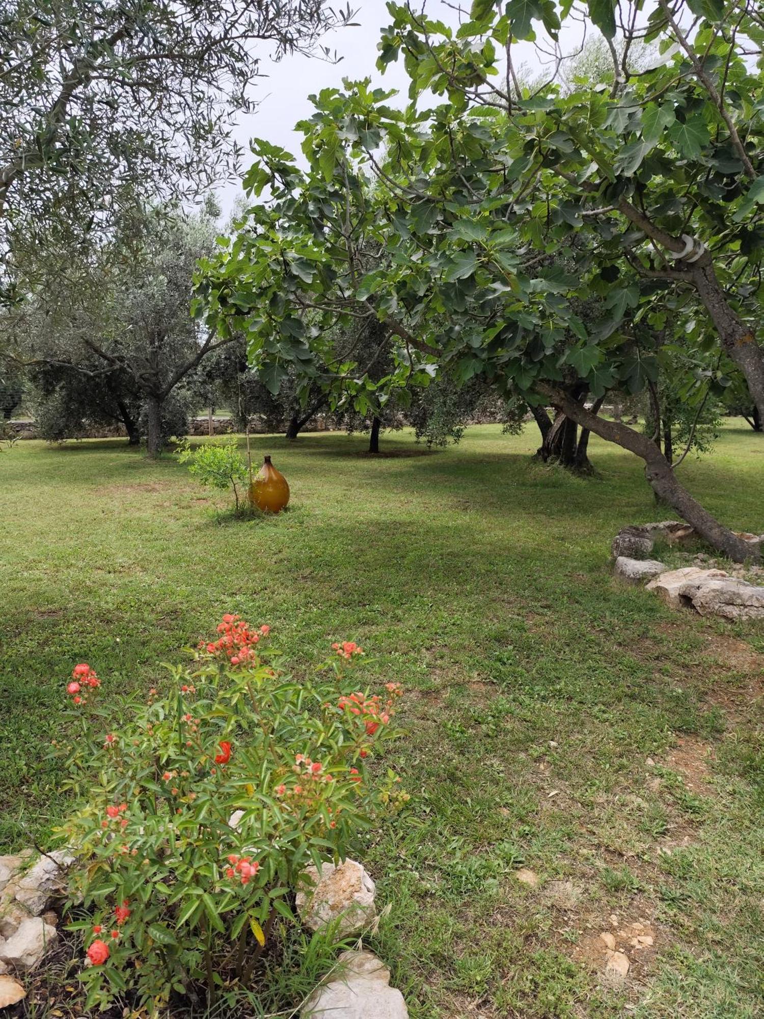 Marti'S House In The Olive Grove Lejlighed Fažana Eksteriør billede