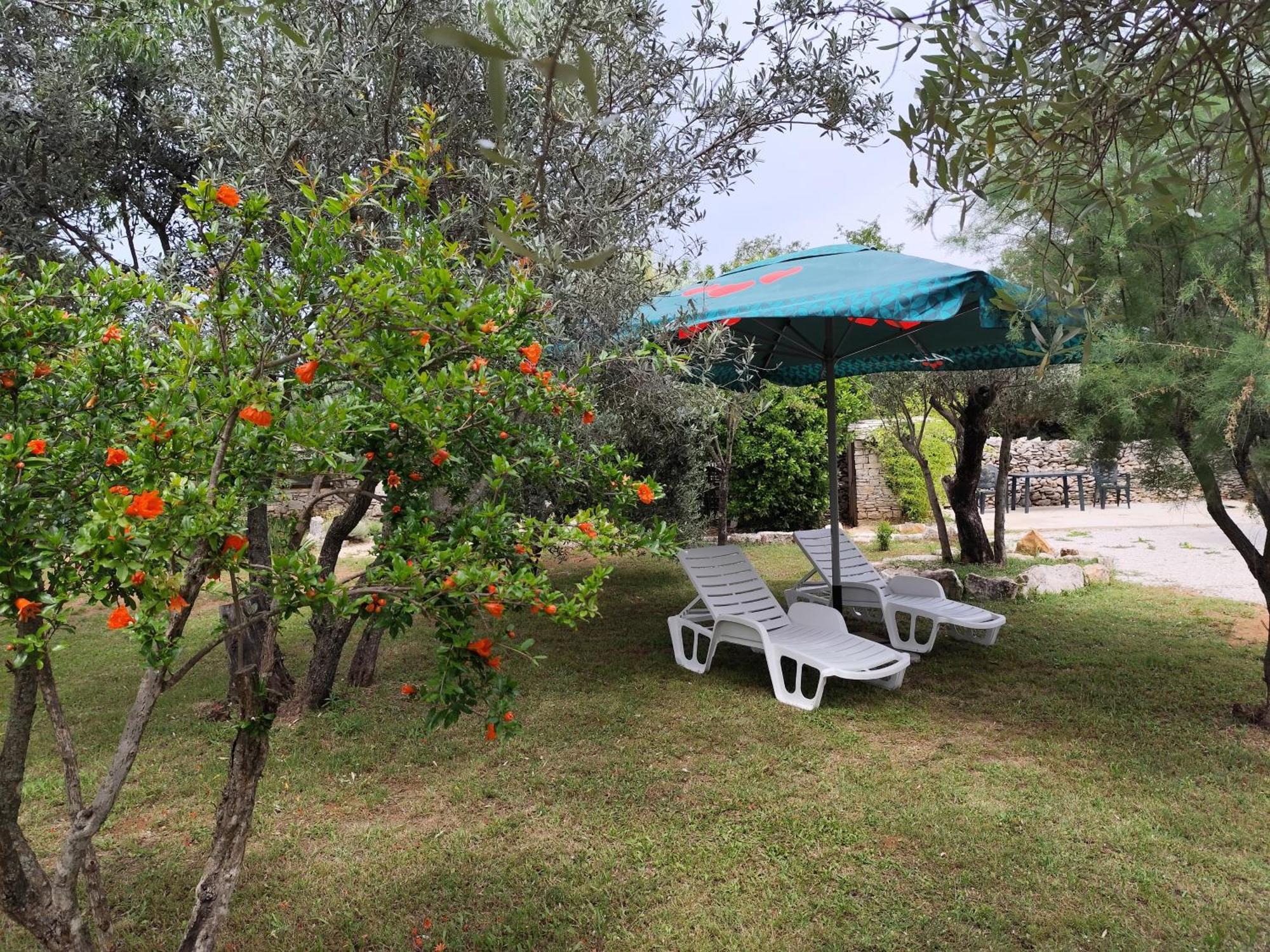 Marti'S House In The Olive Grove Lejlighed Fažana Eksteriør billede